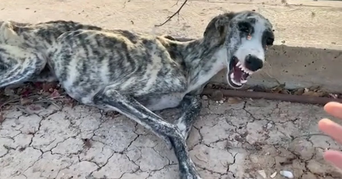 Starved to the point of thin bones, the dog burst into tears when he heard someone came to help him