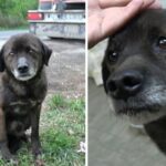 Old Dumped Dog Had Such A Harsh Past That He Didn’t Even Know How To Eat Treats