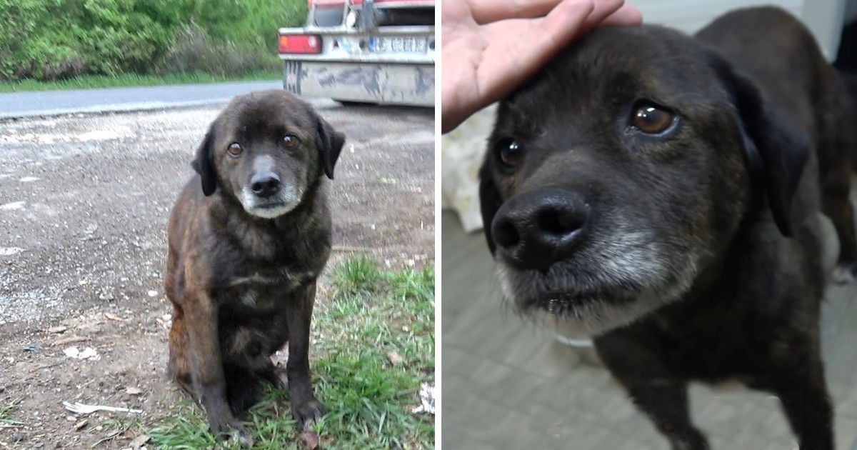 Old Dumped Dog Had Such A Harsh Past That He Didn’t Even Know How To Eat Treats