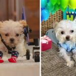 Tiny Yorkie Born By Mistake and Facing Many Health Challenges Gets The Mom He Deserves Moments’ Before Set To Be Disposed Of