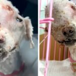 Heartbreaking as it is, a dog with a huge tumor on her head was abandoned on the streets, but three consecutive hospitals have refused treatment