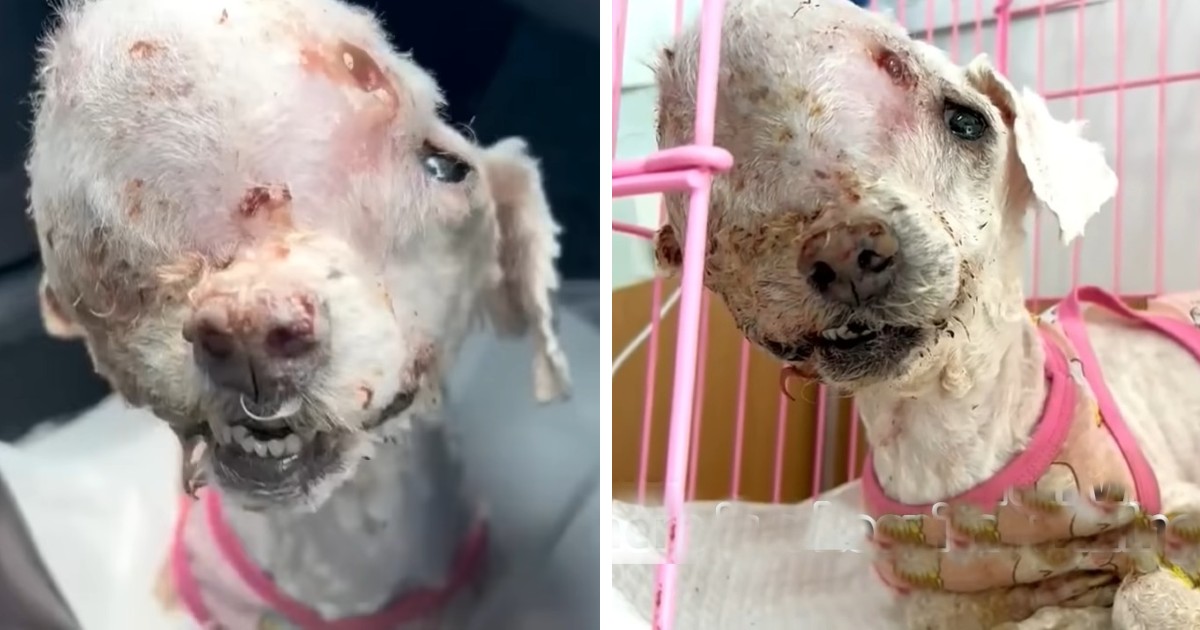 Heartbreaking as it is, a dog with a huge tumor on her head was abandoned on the streets, but three consecutive hospitals have refused treatment