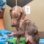 Full of mange and pain, this puppy dog ​​had never been loved. Then the miracle happened.