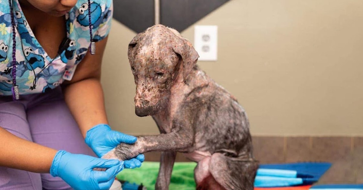 Full of mange and pain, this puppy dog ​​had never been loved. Then the miracle happened.