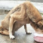 Unable to move his legs, he cries and crawls when he sees a good Samaritan with food