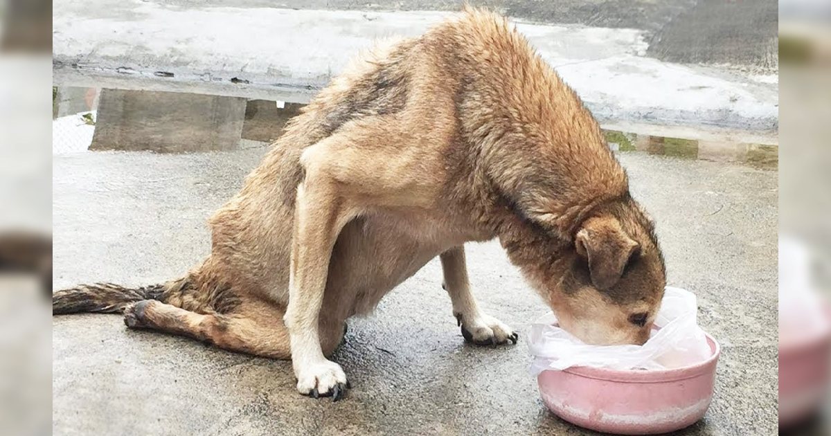 Unable to move his legs, he cries and crawls when he sees a good Samaritan with food