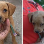 Poor puppy was abandoned in a dump, it shed tears when it received love from the clumsy girl