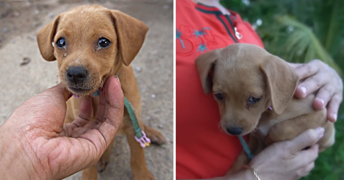 Poor puppy was abandoned in a dump, it shed tears when it received love from the clumsy girl