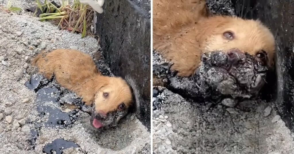 Rescue Puppy Stuck on Asphalt, His Whole Body Stiffened in The Hot Sun