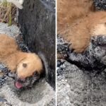 Rescue Puppy Stuck on Asphalt, His Whole Body Stiffened in The Hot Sun