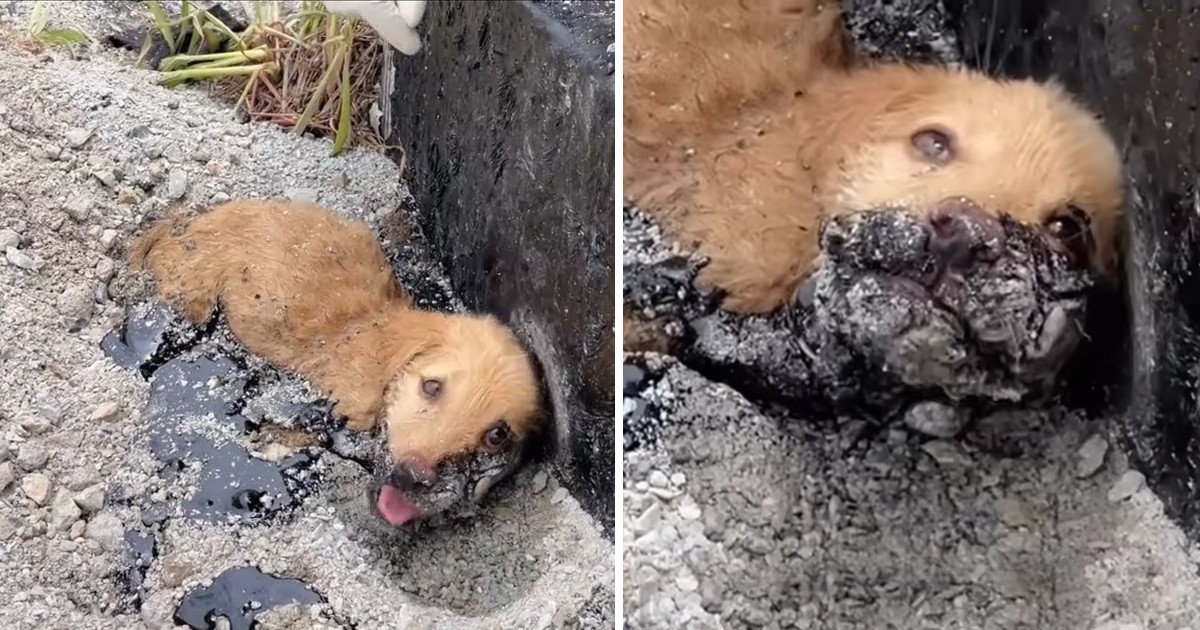 Rescue Puppy Stuck on Asphalt, His Whole Body Stiffened in The Hot Sun