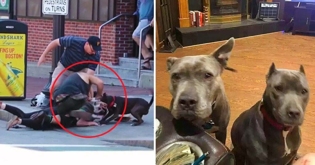 Man rescued pair of abandoned pit bulls, they repaid him by rescuing him from assault