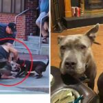 Man rescued pair of abandoned pit bulls, they repaid him by rescuing him from assault