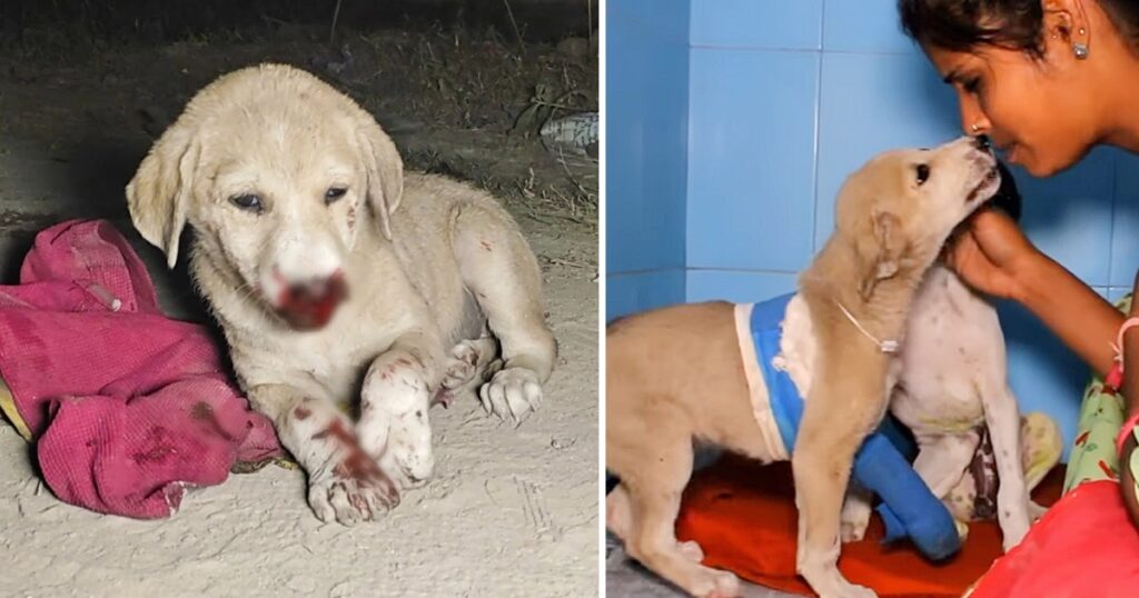 Touching Rescue: Puppy’s Nose Was Injured, But She Gave Kisses As Soon As She Could