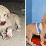 Touching Rescue: Puppy’s Nose Was Injured, But She Gave Kisses As Soon As She Could