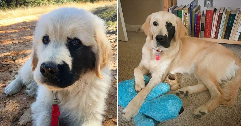 Adorable Dog Born With Rare Mutation Sports a Charming Black Patch on His Face