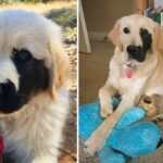 Adorable Dog Born With Rare Mutation Sports a Charming Black Patch on His Face