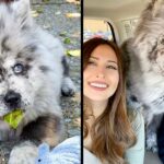 Meet Famous Puppy ‘Oreo Cloud’ Who Now Becomes A Gorgeous Fluffy 85-Pound Dog