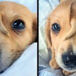 Meet Narwhal, The ‘Unicorn’ Rescue Puppy That Has A Tail Growing From His Forehead