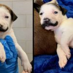 Meet Salvador Dolly, The Shelter Puppy Born With The Most Glorious Handlebar Mustache