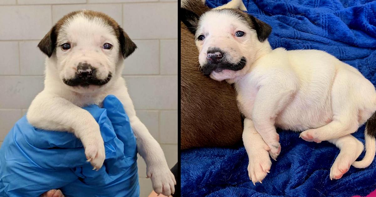 Meet Salvador Dolly, The Shelter Puppy Born With The Most Glorious Handlebar Mustache