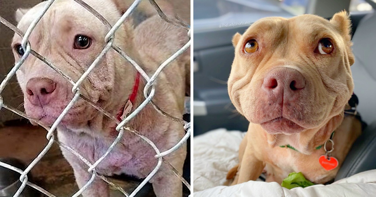 Mangey Stray Dog Can’t Stop Smiling After Being Rescued, Now She’s Called The ‘Happiest Dog In The World’