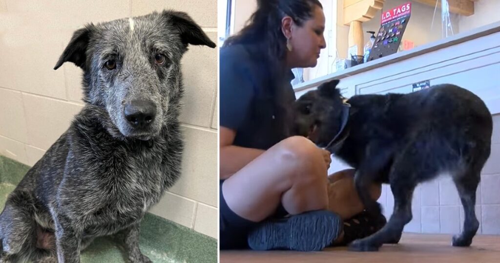 After 11 months of being missing, a deaf dog that helped his family through grief is finally found. Let’s celebrate their reunion and the unwavering bond they share