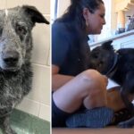 After 11 months of being missing, a deaf dog that helped his family through grief is finally found. Let’s celebrate their reunion and the unwavering bond they share