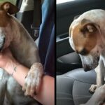 Mom In Tears After The Shelter Dog She Just Adopted Shows How Grateful He Is On The Way Home