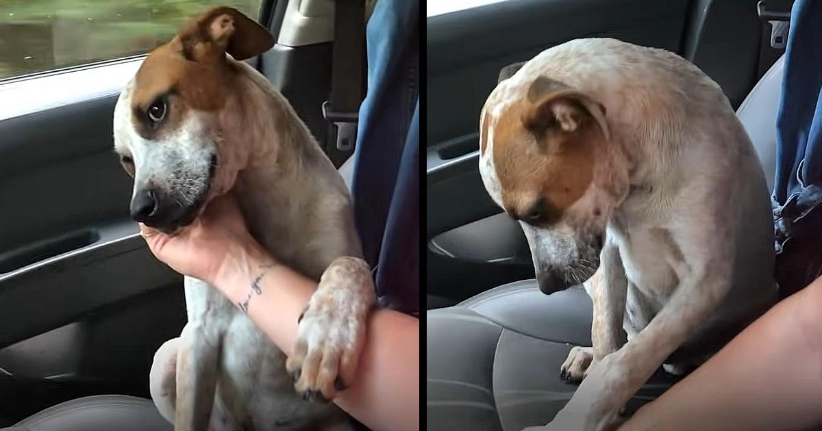 Mom In Tears After The Shelter Dog She Just Adopted Shows How Grateful He Is On The Way Home