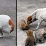Mother Dog Abandoned by Owner, both Legs Crushed by Train, but Still Tries to Care for 4 Small Pups