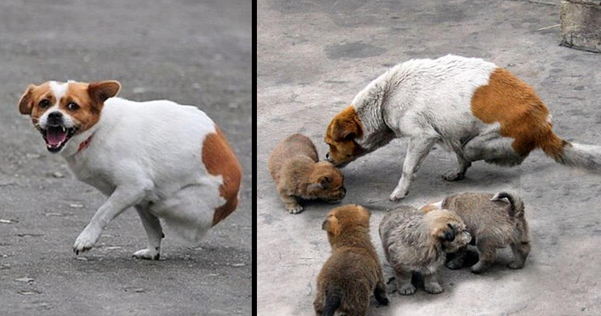 Mother Dog Abandoned by Owner, both Legs Crushed by Train, but Still Tries to Care for 4 Small Pups