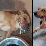 Mother Dog Got Poisoned, But Spend Last Energy Lifting Her Head Beg To Save Her Puppies