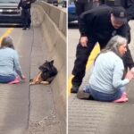 Woman Did Not Hesitate To Stop Highway Traffic To Rescue Run Over Puppy. She Saved His Life