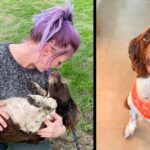 Mum devastated after burying dog – only for it to return home alive days later