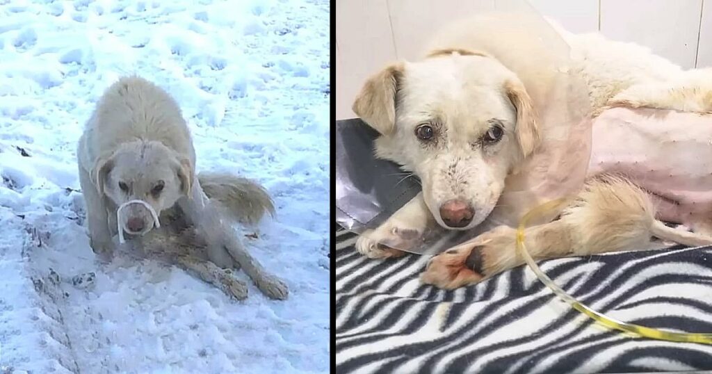 My Heart Broke When Saw This Unfortunate Dog, He Was Starving And Covered in Cold Snow