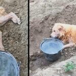 My Owner Abandoned Me Cruelly In Ditch He Thought I’m Not Useful Anymore But I Refused To Die