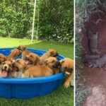 This Dog Hid Her Puppies In A Ditch To Protect Them