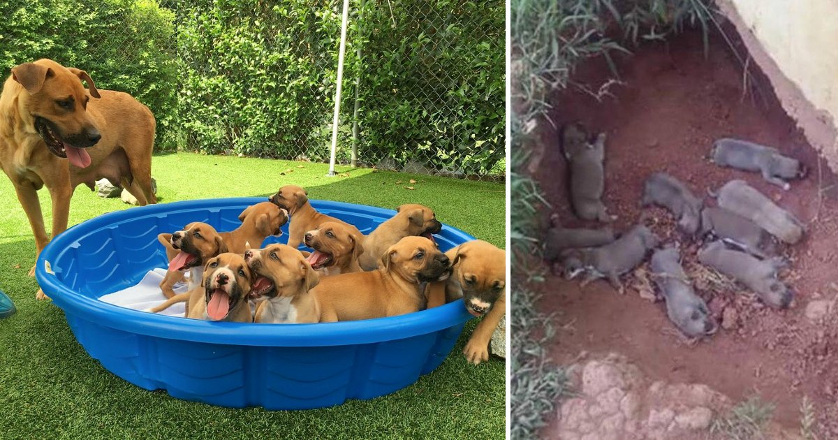 This Dog Hid Her Puppies In A Ditch To Protect Them