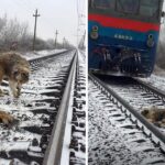 He Doesn’t Hesitate To Throw Himself Under A Train To Save His Best Friend