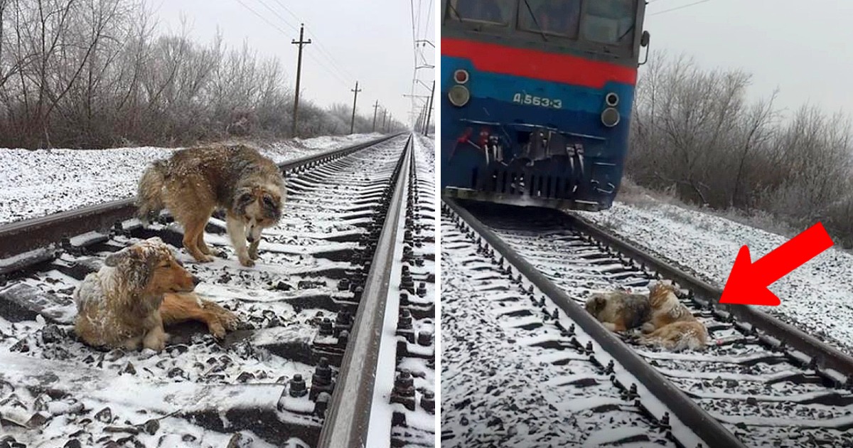 He Doesn’t Hesitate To Throw Himself Under A Train To Save His Best Friend