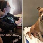 Adopted Dog From The Shelter Is So Thankful That He Can Not Stop Hugging His New Owner