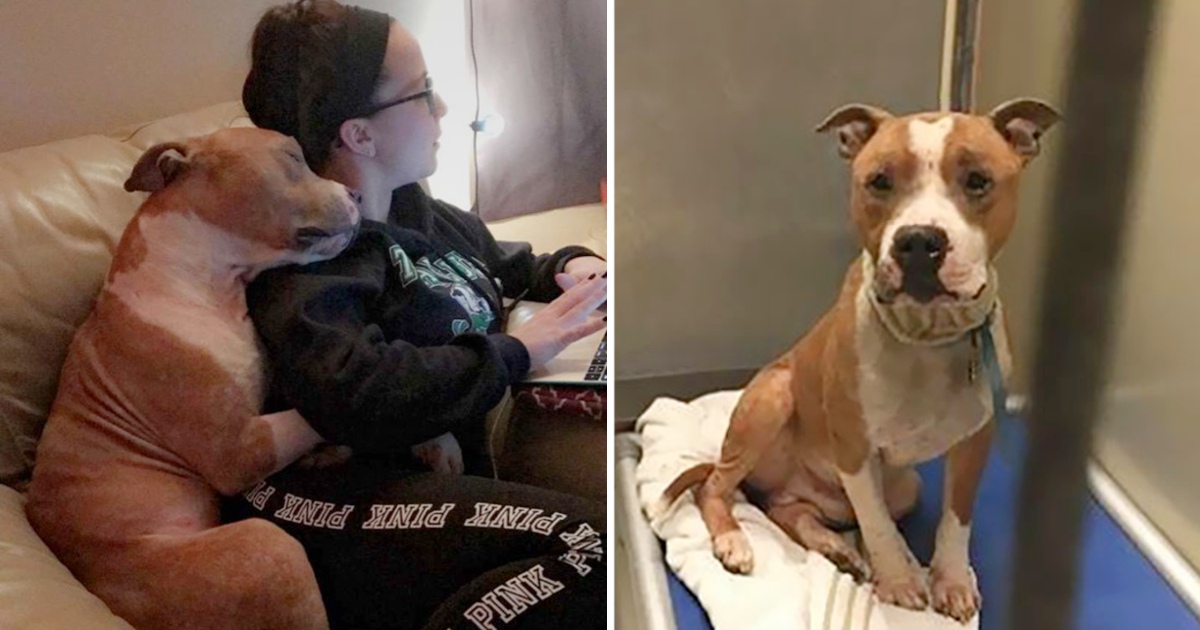 Adopted Dog From The Shelter Is So Thankful That He Can Not Stop Hugging His New Owner