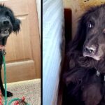 Neglected dog spent six years stuck in a corner until someone finally saved her