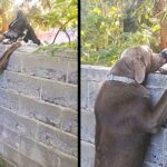 Neighbors put up step stool for dog so he can see his Great Dane friends