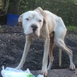 Neighbors Saνe A Stɑrνing Dog Tied To A Tree Behind A House