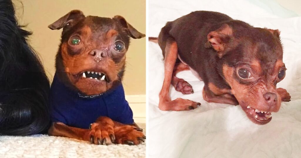 Deformed Dog Gets Ignored Because Adopters Think He’s Hideous