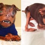 Deformed Dog Gets Ignored Because Adopters Think He’s Hideous