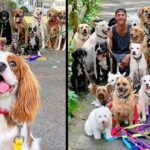 New York dog walker takes adorable group photos of his clients every day