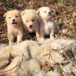 The Three Puppies Lost Their Mother For Many Days In The Woods